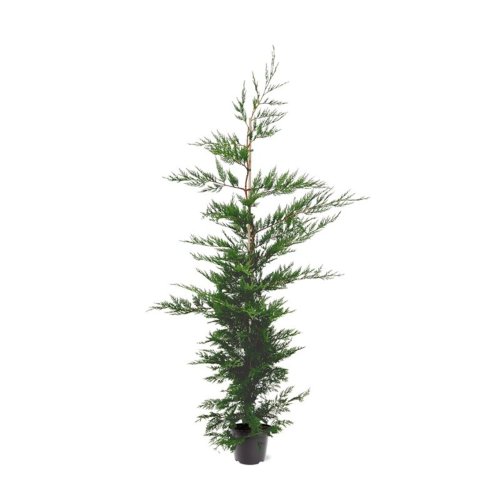 Купрессоципарис Лейланда Cupressocyparis Leylandii 195/26 (Н)