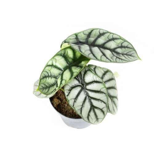 Алоказия Alocasia Nebula Silver Compacta 25/14 (Н)