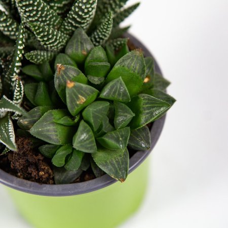 Суккулент ТРИО микс Succulenten trio mix р10,5