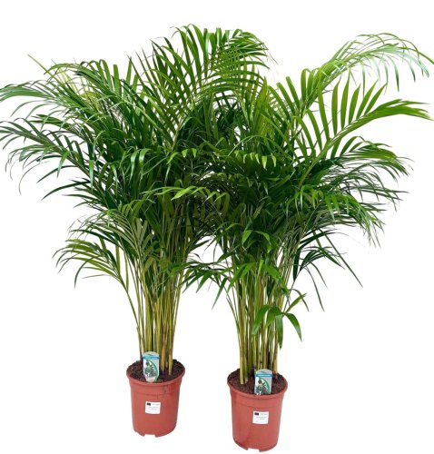 Дипсис желтоватый Dypsis lutescens 150/24 (Н)