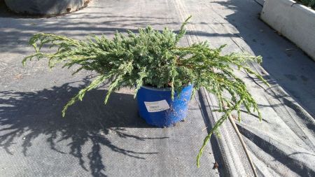Можжевельник чешуйчатый Блю Карпет Juniperus squamata Blue Carpet 30/17 (Н)