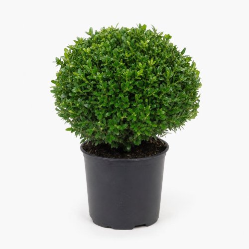 Самшит вечнозеленый Buxus sempervirens ШАР с7,5