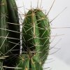 Лемэроцереус пруиносус Lemaireocereus pruinosus 50/17