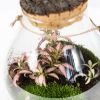 Композиция в колбе Terrarium Halley 30/16 (Н)