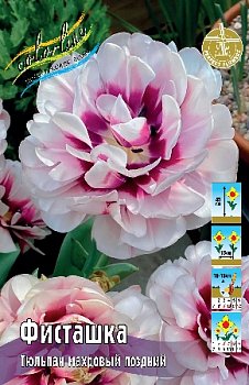 Тюльпан Фисташка Tulipa Pistache 11/12 2шт, капер, Колорлайн