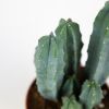 Кактус микс Cactus mix 10/7 (Н)