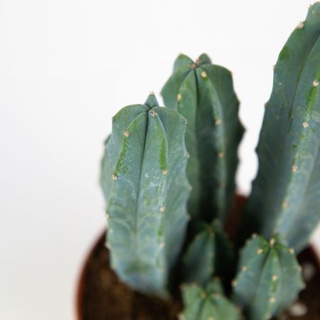 Кактус микс Cactus mix 10/7 (Н)