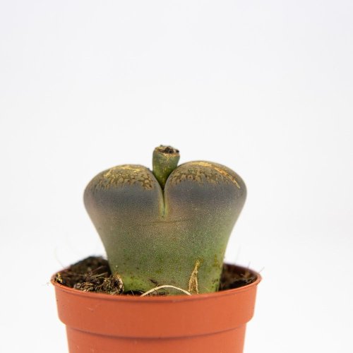 Литопс микс Lithops mix 7/5,5