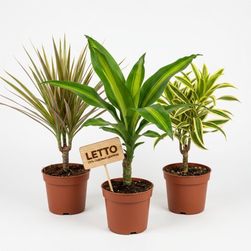 Драцена душистая микс Dracaena Fragrans mix р11