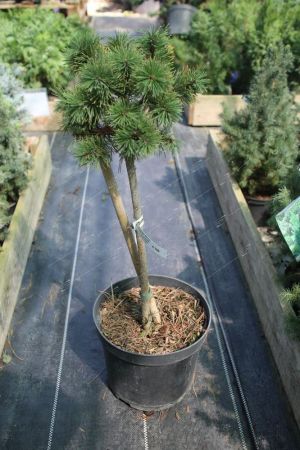 Сосна горная Винтер Голд 60-70см штамб Pinus mugo Winter Gold C7,5 (Р)
