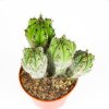 Кактус Cactus Polaskia Chichipe 15/10