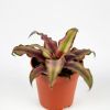 Криптантус микс Cryptanthus mix 8/5