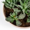 Суккулент Композиция микс в плошке Succulenten mix р17