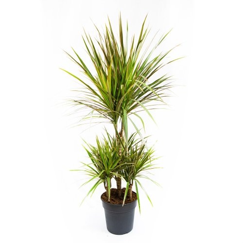 Драцена Биколор карусель Dracaena Bicolor 45-carrousel 100/21 (Н)