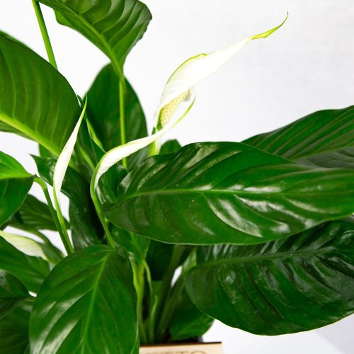 Спатифиллум Бинго Купидо Spathiphyllum Bingo Cupido 70/17 4+ (Н)