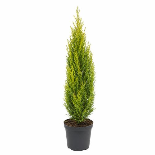 Купрессоципарис Лейланда Cupressocyparis Leylandii Gold Rider 50/19 (Н)