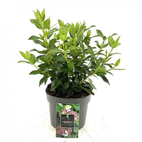 Калина лавролистная Viburnum tinus Eve Price 50/23 (Н)