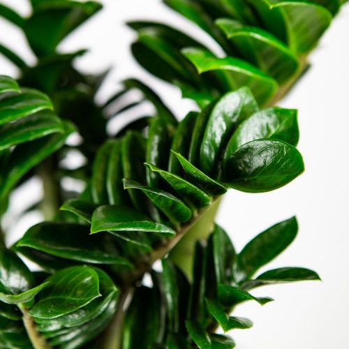Замиокулькас Зензи Zamioculcas Zenzi 60+/21 (Н)