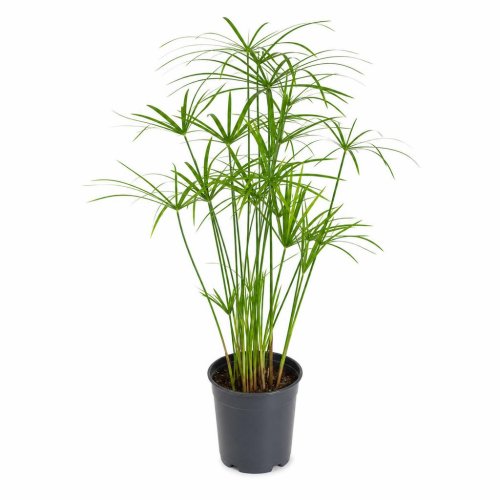 Циперус Папирус Cyperus papyrus