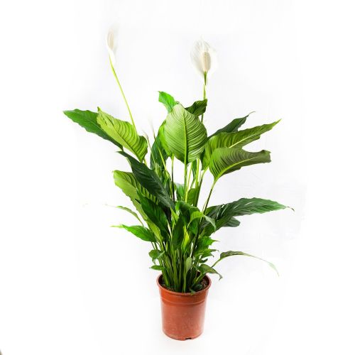 Спатифиллум Свит Себастьяно Spathiphyllum Sweet Sebastiano 2+ 110/24 (Н)