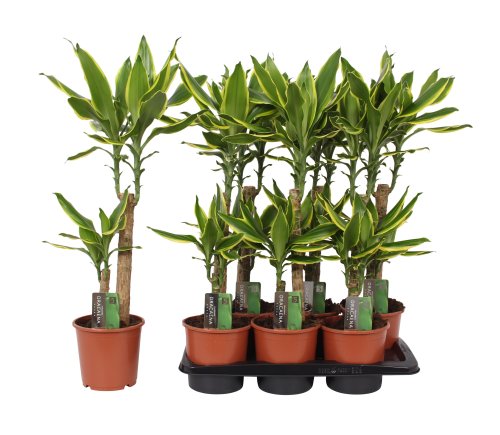 Драцена Коаст Голден Dracaena Coast Golden 2рр 75/17 (Н)