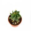 Астрофитум Astrophytum 8/5,5