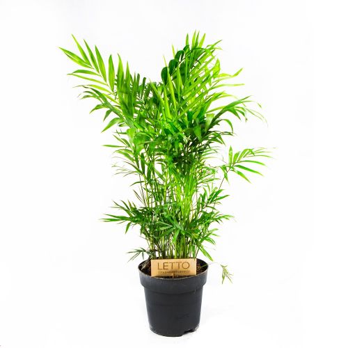 Хамедорея изящная Chamaedorea elegans 50/17 (Н)