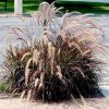 Пеннисетум щетинистый Pennisetum setaceum р17