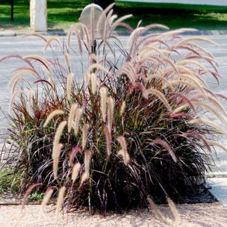 Пеннисетум щетинистый Pennisetum setaceum р17