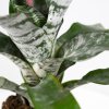 Эхмея Праймера Aechmea Primera XL 65/15