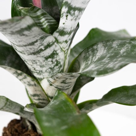 Эхмея Праймера Aechmea Primera XL 65/15