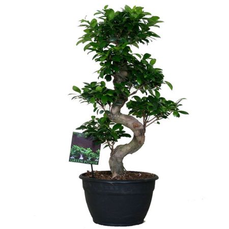 Фикус гинсенг S-образный Ficus ginseng S-type 130/35