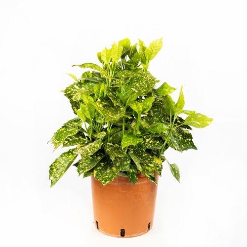Аукуба японская Aucuba japonica Crotonifolia с7/10 40/60 (И)