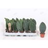 Сансевиерия масониана Виктория Sansevieria masoniana Victoria 20/6 ...
