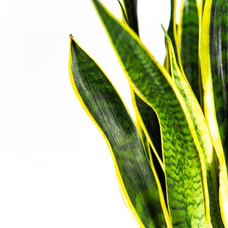 Сансевиерия трёхполосная Sansevieria laurentii 95/27 (Н)