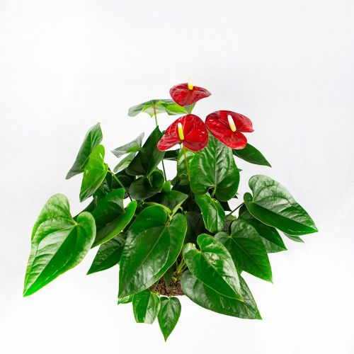 Антуриум Андре Алоха Ред Anthurium andraeanum Aloha Red 65/21 (Н)
