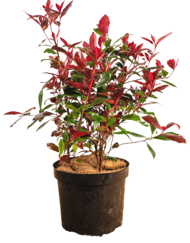 Фотиния пильчатая Red Robin с3 Photinia serrulata