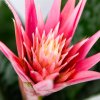 Эхмея Праймера Aechmea Primera L 60/15 (Н)