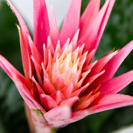 Эхмея Праймера Aechmea Primera L 60/15 (Н)