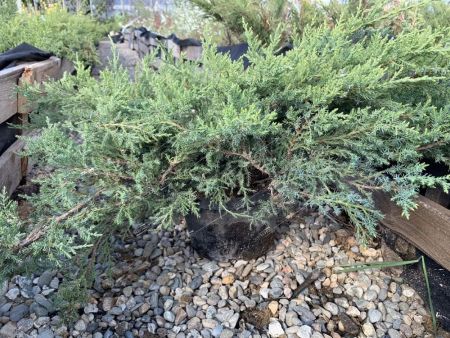 Можжевельник обыкновенный Грин Карпет Juniperus communis Green Carpet 4л (Р)