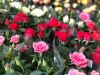 Роза Кордана микс Rosa Koranda mix 30/11