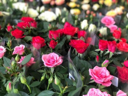 Роза Кордана микс Rosa Koranda mix 30/11
