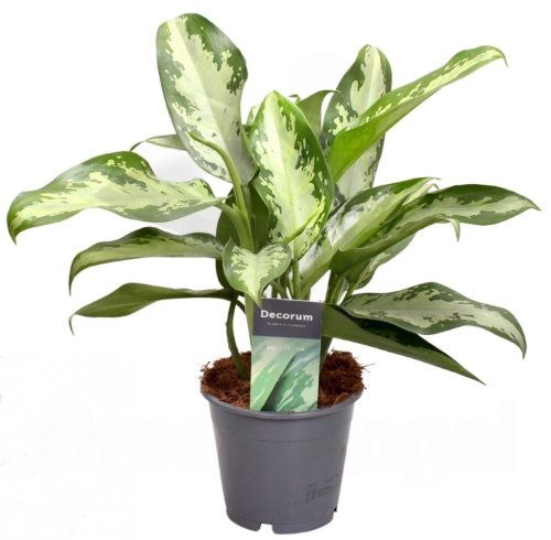 Аглаонема Aglaonema Jubilee 35/14 (Н)