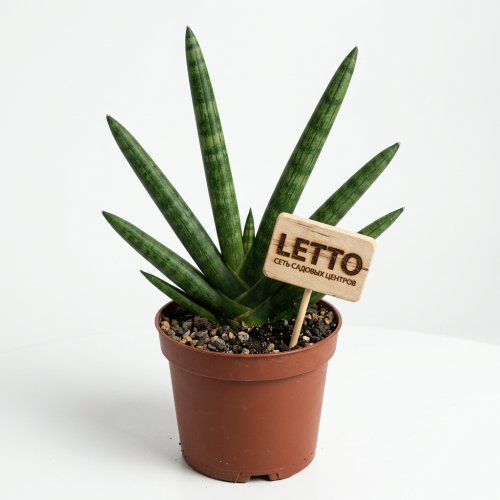 Сансевиерия двойная Бонцелленсис Sansevieria Double Boncellensis (decorum) 35/12 (Н)