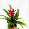 Гузмания Хоуп в керамике Guzmania Hope in ceramic 45/14