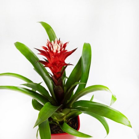 Гузмания Хоуп в керамике Guzmania Hope in ceramic 45/14