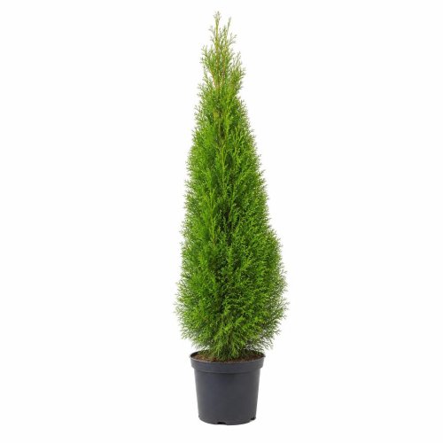 Туя западная Thuja occidentalis Smaragd с25/35 140/160