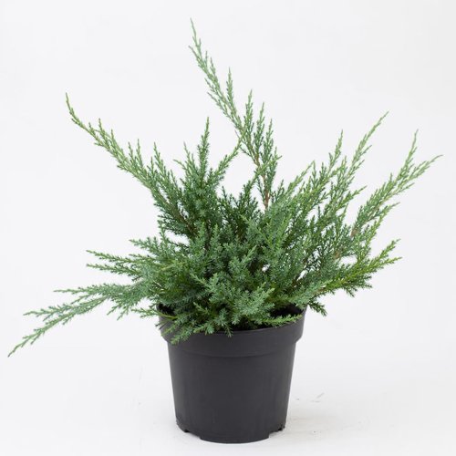 Можжевельник средний Pfitzeriana Mint Julep СК с20/30 120/150 (Дин)