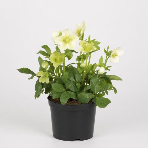 Морозник Helleborus СК с2/с3 (Дин)