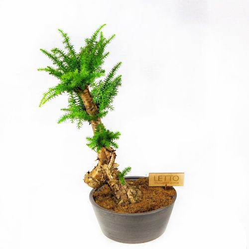 Бонсай Араукария Bonsai Araucaria Cunninghamii 65/23 (Н)